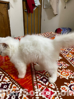 Traditional persian cat female baby